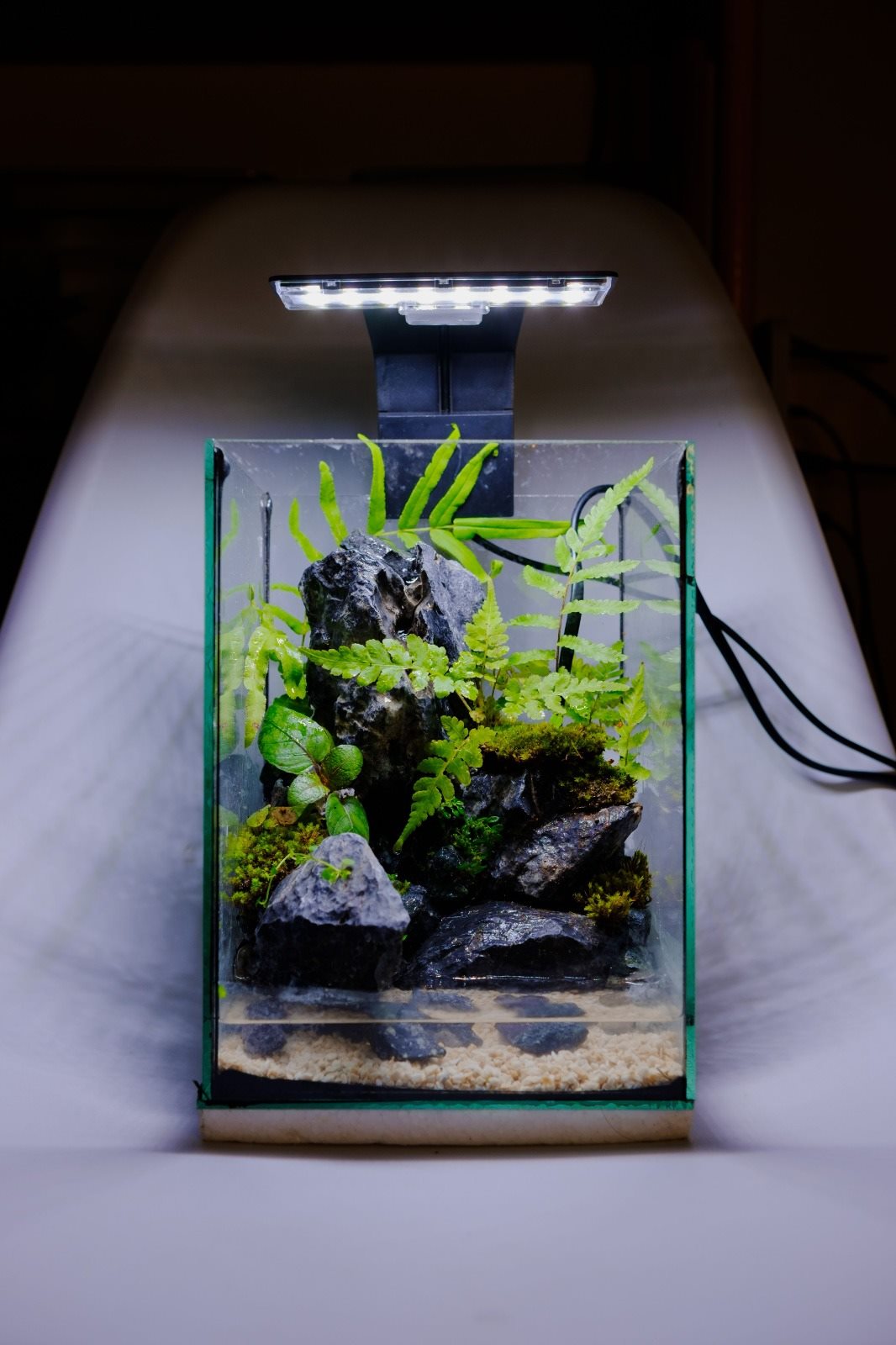 Aquário nano plantado
